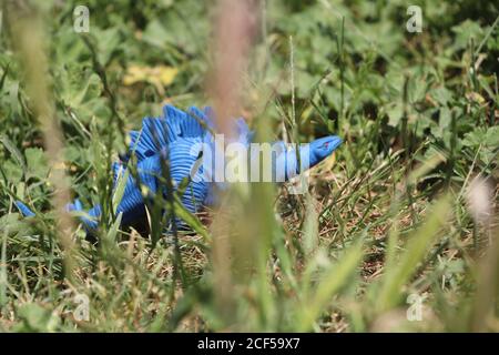 Blue Gummi stegosaurus Dinosaurier Spielzeug in einem Park Stockfoto