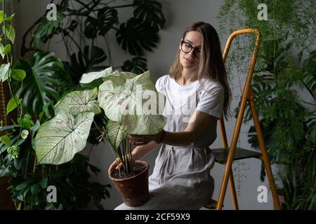 Frau Gärtnerin in einem grauen Leinenkleid, hält Caladium-Zimmerpflanze mit großen weißen Blättern und grünen Adern in Tontopf, sitzt auf der Trittleiter Stockfoto