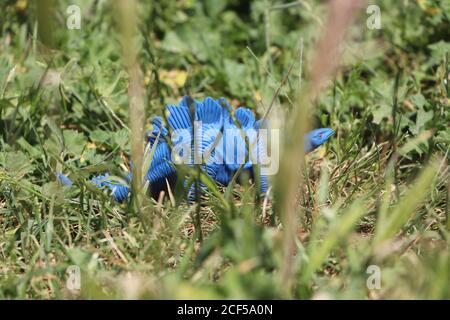 Blue Gummi stegosaurus Dinosaurier Spielzeug in einem Park Stockfoto