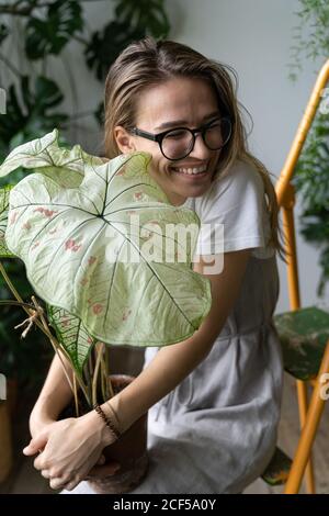 Lächelnde Frau Gärtnerin in einem Leinenkleid halten und umarmen Blume - Caladium Zimmerpflanze mit großen weißen Blättern und grünen Adern in Tontopf. Stockfoto