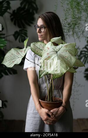 Frau Gärtnerin in einem grauen Leinenkleid, hält Blume - Caladium Zimmerpflanze mit großen weißen Blättern und grünen Adern in Tontopf, Blick zur Seite. Stockfoto