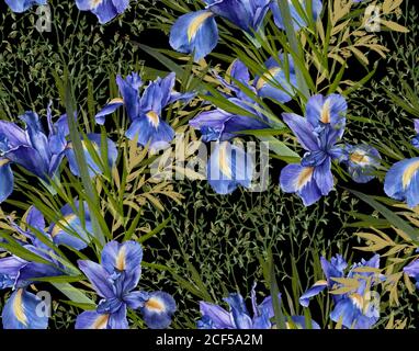 Hintergrund der Iris Blumen mit Laub. Nahtloses Muster. Aquarell Illustration. Stockfoto