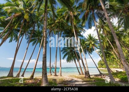Von unten wachsen hohe Palmen an der Küste entlang türkis Wasser auf blauem Himmel Hintergrund Stockfoto