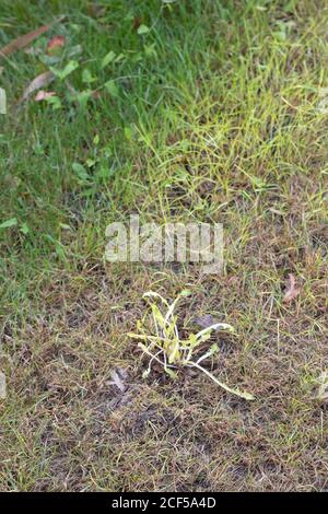Etiolation. Ergebnis von grünem Gras und Löwenzahn (Taraxacum officinale), Pflanze bedeckt, von Licht beraubt, durch ein Zelt Bodenplatte auf einem Campingplatz Stockfoto