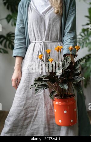 Nahaufnahme der Frau Floristin in einem grauen Leinenkleid, hält eine blühende calathea Pflanze in alten roten Milch kann als Pflanzgefäß. Liebe zu Zimmerpflanzen Stockfoto