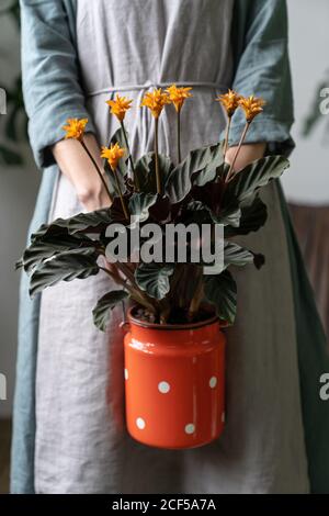 Nahaufnahme der Frau Floristin in einem grauen Leinenkleid, hält eine blühende calathea Pflanze in alten roten Milch kann als Pflanzgefäß. Liebe zu Zimmerpflanzen Stockfoto