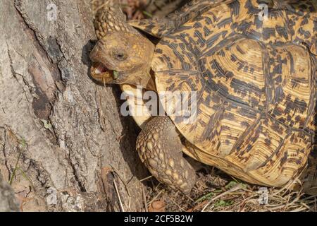 Leopardschildkröte (Stigmochelys pardalis). Morgen Temperaturanstieg induziert ektotherme Reptil in Erwachen für Aktivitäten einschließlich Suchen, Foragin Stockfoto