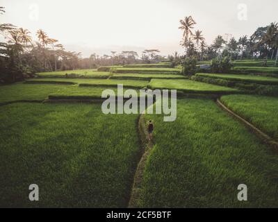 Luftaufnahme des Menschen, der auf einem Pfad zwischen üppigen grünen Feldern tropischer Plantagen auf Bali läuft Stockfoto