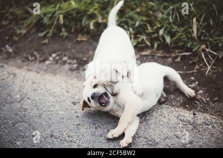 Von oben entzückende kleine Welpen spielen und beißen sich auf dem Boden, Bali Stockfoto