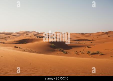 Minimalistischer Blick auf Kamele und Reisende Silhouetten auf Sanddüne in der Wüste gegen Sonnenuntergang Licht, Marokko Stockfoto