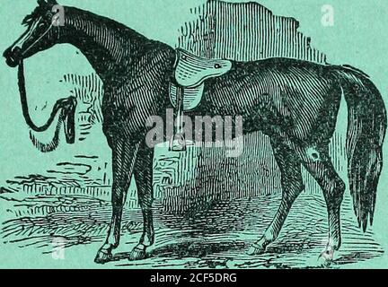 . Swartz & Tedrowe's Indianapolis City Directory, 1873. l» Mil ZAUMZEUG, PEITSCHEN, DECKEN,. FLIEGENNETZE, HALSBÄNDER, ROBEN, BÜRSTEN, KÄMME, ETC. J ?««?? 174 West Washington Street, EIN halber PLATZ AUS DEM STATE HOUSE habe ich auf der Hand ein Pine Lot von Doppel-und Einzelsätze VERKAUFT UND IIGKLE PLIIEO HARK GEMACHT OP DAS BESTE MATERIAL, J^ISTJD VON GOMPETBIsTT V^O^iKIMIIEJIISr. DIE ich VERKAUFEN WERDE, WIE GEBEN SIE MIR EINEN ANRUF VOR DEM KAUF ANDERSWO, wenn Sie in der Franklin von Indianapolis versichert sind. Siehe Seite opp. 80. Mm UMARMUNG 177 H. S. BIGHAM, Generalvertreter der BUFFALO SCALE COMPANY, 149 East Washington 6treet, cor. Stockfoto