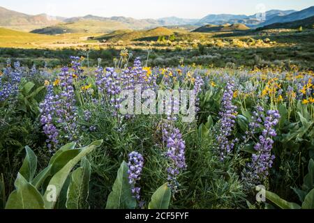 Gras und Lupine bedecken den Hang im Frühling entlang des Lewis Butte Trail im Methow Valley außerhalb von Winthrop, Washington. Stockfoto