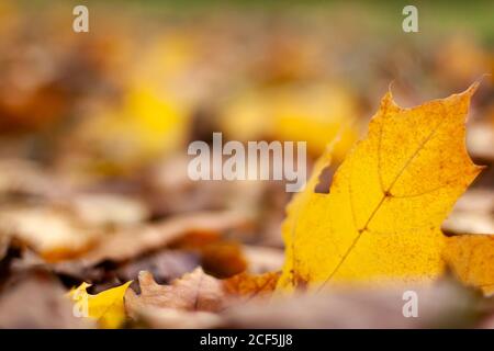 Herbstlandschaft der fallenden natürlichen gelb orange braunen Blätter Bokeh auf Bäumen. Verschwommenes Hintergrund- und Bannerkonzept mit Kopierraum Stockfoto