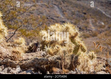 Nahaufnahme der Silberkolla auf dem Amargosa Trail Stockfoto