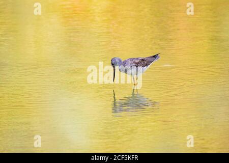 Nahaufnahme von niedlichen Lesser Yellowlegs im Henderson Bird Viewing Preserve, Nevada Stockfoto