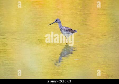 Nahaufnahme von niedlichen Lesser Yellowlegs im Henderson Bird Viewing Preserve, Nevada Stockfoto