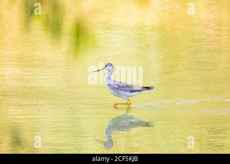 Nahaufnahme von niedlichen Lesser Yellowlegs im Henderson Bird Viewing Preserve, Nevada Stockfoto
