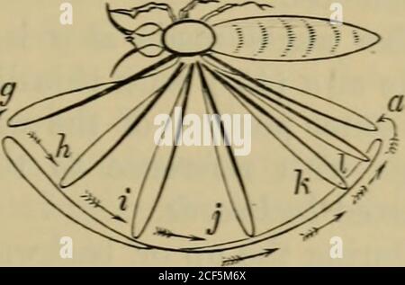 . Fortbewegung der Tiere oder Wandern, Schwimmen und Fliegen : mit einer Dissertation über aëronautics. Abb. 67. Abb. 63. Stockfoto