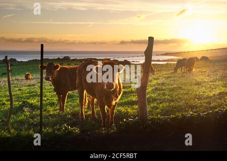 Herde von flauschigen Rindern, die in grünem Grasland nahe der Küste weiden Bei herrlichem Sonnenuntergang in Island Stockfoto