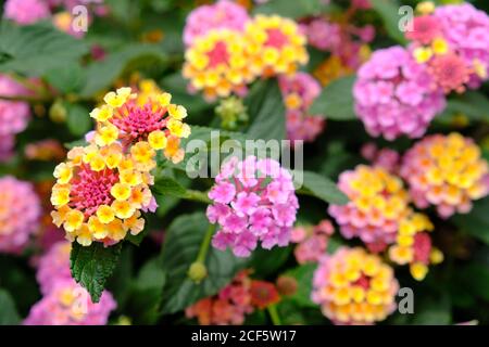 Costa Rica San Jose - Lantana Camara Blume Pflanze Stockfoto