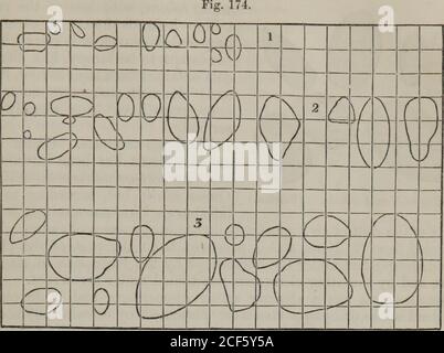 . Allgemeine Therapeutika und materia Medica: Angepasst für ein medizinisches Lehrbuch (Band 2). Particles of WhiteIndia Arrowroot.reira.) East(PE- unter dem Mikroskop. MARANTA. 413 der Handelswert von Ostindien arrowroot ist weit unter dem von Westindien.. Partikel von Arrowroot, Kartoffelstärke und Tous-les-Mois, wie sie durch das Mikroskopon eines Mikrometers gesehen werden, dessen Quadrate einen Tausendstel Zoll messen. 1. Globuli von Westindien und Ostindien Arrowroot. 2. Die von Kartoffelstärke, hergestellt im Labor von Dr. Christisons. 3. Die von Tous-les-mois aus St. Kitts. Abb. 175. Stockfoto