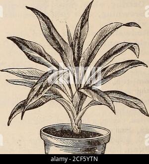 . Vicks Blumenführer. Ein hübscher immergrüner Strauch, der aus drei bis sechs Fuß Höhe wächst und, wenn er gut ausgebildet ist, einen hübschen, kompakten Strauch bildet. Die Blumen sind weiß, leicht angetippt mit rosa, und werden in den Büscheln auf den Enden von theshoots getragen; sie sind hoch geschätzt für ihren entzückenden Duft, wegen dem sie ziemlich ex-tensivicly für das Schneiden gewachsen werden. Daphne Indica, jeweils 30 DRACAENA.. Sehr dekorative Topfpflanzen, die wegen ihrer Schönheit von Form und Laub gewachsen sind. Sie erfordern re-Eintopfen etwa dreimal im Jahr, um sie in einem gesunden Zustand zu halten. Theleaves sollte mit einem feuchten TL gewaschen werden Stockfoto
