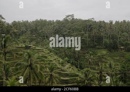 Luftaufnahme der erstaunlichen Landschaft der grünen Reisfelder umgeben Bei Palmen an düsteren Tagen in Bali Stockfoto