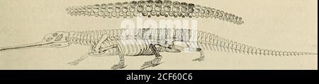 . Broschüre. Fori Lee phytosaur, Rutiodon manhatlanensia. Foto des Skeletts, wie in der ursprünglichen Matrix erhalten. Über Ko natürliche Größe. Eine Beschreibung davon wurde im American Museum of Natural History, Bulletin XXXII. S. 27. Veröffentlicht.) 282, 1913 IS. Restaurierung des Skeletts und der dermalen Platten von Rutiodon manhatlanensis. Der Schattenanteil stellt die im Fort Lee Exemplar erhaltenen Teile dar. Nach W. D. Matthew. Stockfoto