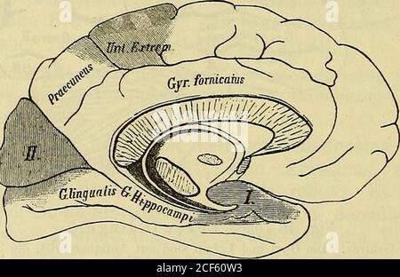 . Diagnostik der Krankheiten des Nervensystems : eine Anleitung zur Untersuchung des Nervenkrankers. Abb. 49 (nach Broesike). Eindencentern der linken Grosshirn-Oberflache. Affection of Centralwindungen verschont, are abor to doppelt-seitiger gleichfalls gelähmt – weil sie von beiden Hemisphären herinnervirt were. Automatisierte complicite Bewegungen, wie willentlich ausgesehen,kommen bei comatösen, an diffusen Hirn-Erkrankungen Leidenden(Symptom von Kinderreizung?) Vor... Abb. 50 (nach Broesike). Eindencentera der linken Grosshirnhemisphäre (mediale Fläche). Wahrscheinlich ist die hinter Centr Stockfoto