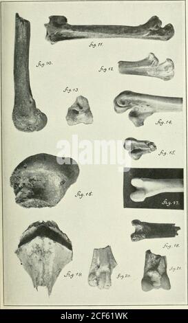 . Transaktionen. - des linken Tibio-tarsus eines Exemplars von Grus haydeniMarsh. .Erwachsener und etwas unvollkommen. Yale Coll. Kat. Xo. 860. Hat b)- der anwesende Verfasser mit dem Typ in cou verglichen. Acad. Xat. Sci. Von Phila. 80 Transaktionen der Connecticut Academy of Arts and Sciences 0L. 10, Februar, 1015 PLATTE II. SHUFELDT: FOSSIL BIRDS IX MARSH COLLECTION OF VALE UNIVERSITY PLATE III AI1 drei Figuren auf dieser Platte sind weniger als ein elftes Stück reduziert. Kat. Nr. 515] Abb. 22. Innerer Aspekt von etwa den distalen zwei Dritteln des rechten Tibio-tarsus von Conioriis alius Alarsh (Typ). Komp Stockfoto