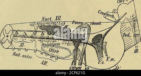 . Diagnostik der Krankheiten des Nervensystems : eine Anleitung zur Untersuchung Nervenkranker. Und an denExtremitäten, wie auch im Gesicht, da die sogen, aufsteigende(spinale) Wurzel des Trigeminus (s. Abb. 44) sensibel ist. Li die langen Bahnen eingeschaltet ist die untere Olive,eine Gangliengruppe, welche wahrscheinlich Beziehungshuuo-en zuMuskeisinn hat und deren LäsionZwangsbewegungen zu verursachen scheint, die Läsion der Kerngegend (Hypoglossus, Glossopharyn-geus, Vignonmuskulatur, Gesichtsmuskulatur, Gesichtsmuskulatur, Gesichtsmuskulatur) Stockfoto