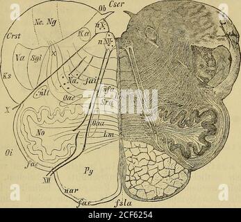 . Diagnostik der Krankheiten des Nervensystems : eine Anleitung zur Untersuchung des Nervenkrankers. , of the page seared. II Querschnitte-Lokalisation. (Abb. 44.) Der Querschnitt enthält in seinem dorsalen Theil motorischeund sensible Ganglienzellengruppen (Kerne) der Hirnnerven(analoger grauer Substanz des Rückenmarks), ventral und seitlich ge-legen Leitungsbahnen (zentrifugale: Pyramiden, absteigende Fasnaus der Formatio reticularis; centripetale Form des Olivengutes und des Olivengutes Stockfoto