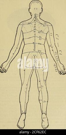 . Diagnostik der Krankheiten des Nervensystems : eine Anleitung zur Untersuchung des Nervenkrankers. Abb. 40. Schema der spinalen Sensibilitätszirke nach SeifferX = Axiallinien. Treten Wurzeln. Ferner zerfällt der Querschnitt in zwei grosseAbtheüungen, von welchen die vorgängige motorische,die hintere vorhergehende sensorische Funktionen hat. 165 Weisse Substanz. A) vor der Seiten Strang. In demselben läuft die gekreuzte Pyramidenseitenstrang- und die ungekreuzte Pyramidenvorderstrang-Bahn, ferner die zentripetal leitende Kleinhirnseitenstrangbahn.. Abb. 41. Schema der spinalen Sensibil Stockfoto