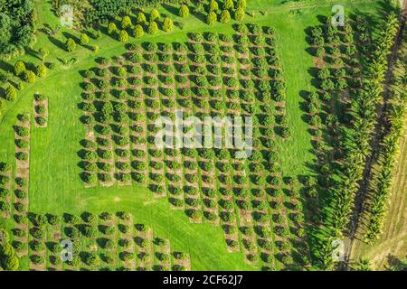 Macadamia Nuss Farm Luftdrohne Draufsicht Aufnahme von Ackerland in Hawaii, USA. Stockfoto