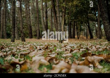 Boden mit grünem Gras und trockenem Laub in der Nähe von Bäumen Wald Stockfoto