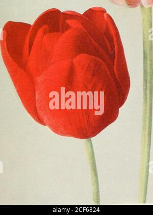 . Tulpen. FRÜHE EINZELTULIPS 27 T Dusart, dunkelrot, prächtige Bettdecke, nie verblasst. D Feuerflamme, dunkel rosérot, spät. T Grace Darling, rot, orange, groß. M Jenny, schöne rosa Farbe, sehr süß, ausgezeichnet für Töpfe. M Maes, groß, tiefrot. M Proserpine, rosa-karmesinrot, früh. T Sir Thomas Lipton, tief scharlachrot. T Stanley, leuchtend reiche Rose, D Vermilion Brilliant, Grand Scarlet, gut in Töpfen. Rot und Gelb T Herzogin von Parma, orange-rot, umrandet orange-gelb.T Hektor, blass rötlich-gelb, umrandet orange.T Keiserskroon, rot, umrandet gelb. Gestreift (gebrochen) D Admiral Reinier, kirschrot und w Stockfoto