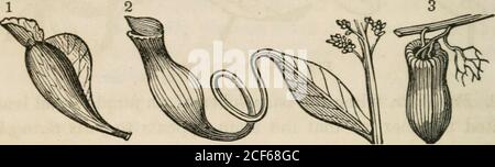 . Ein Klassenbuch der Botanik, für Hochschulen, Akademien und andere Seminare ... Illustriert durch eine Flora der nördlichen, mittleren und westlichen Staaten; besonders der Vereinigten Staaten nördlich des Kapitols, lat. 38 3/4. Diese Krüge werden offenbar durch das sehr tiefe Channeling des Blattstiels und die Zusammenschaltung der involventen Ränder seines geflügelten Randes gebildet, so dass sie eine vollständige Form bilden, mit einer breiten Ausdehnung an der Spitze, die als das wahre Blatt angesehen werden kann. 94 DAS BLATT. Die so gebildeten Ascidien sind immer voll von Wasser, in dem Insekten ertrunken sind, die von Th Stockfoto