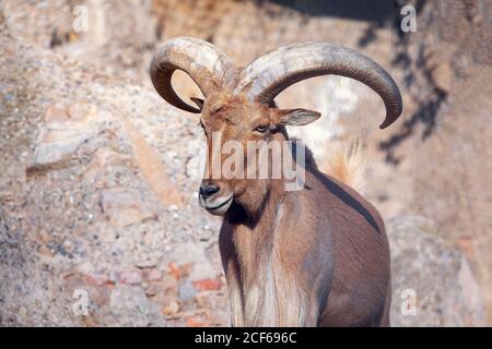 Porträt des jungen Mouflon mit großen Hörnern Stockfoto