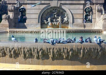 Tauben, die im Stadtbrunnen in Barcelona planschen. Fuente de los seis putti auf der Placa de Catalunya Stockfoto