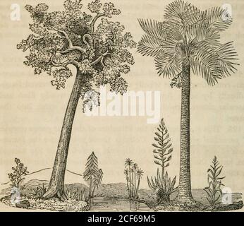 . Ein Klassenbuch der Botanik, für Hochschulen, Akademien und andere Seminare ... Illustriert durch eine Flora der nördlichen, mittleren und westlichen Staaten; besonders der Vereinigten Staaten nördlich des Kapitols, lat. 38 3/4. Doggen, auf die bereits Anspielungen gemacht worden sind (126-7). 196. Die Aufteilung der Exogens (außerhalb Züchter) umfasst alle Bäume und die meisten krautigen Pflanzen der gemäßigten cli-Gehilfen, und ist so benannt, weil die Ergänzungen der Durchmesser des Stammes sind außerhalb der Teil bereits gebildet. 197. Die Aufteilung der Endogens (innerhalb Züchter), einschließlich der gTasses, und die meisten Bul Stockfoto