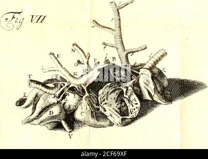 . Opuscula sua anatomica : de respiratione, de monstris. FIGURARUM EXPLICATIO. 22/6. Truncus innominntus, 7. Arteria carotis finiilra. 8. Arteria iubclavia finiftra. 9. Arteria fubclavia dextm. 10. Arteria mammaria dextra. 11. Arteria vertebralis dextra. 12. Arteria thyreoidea dextra. 13. Arteria carotis dextra. 14. Arceria vertebralis finiilra. 15. Arteria thyreoidea finiftra. 16. Arteria fuprafcapularis finiflra. 17. Nervus odavi paris fnifter. 18. Arteria mamrnaria interna-iiniftra. 19. Vena Cava Superior. 20. Truncus communis jugularis & fub-claviae dextrae. 21. Vena jugularis finiilra. 2 Stockfoto