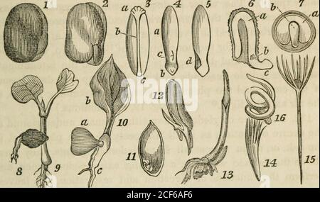 . Ein Klassenbuch der Botanik, für Hochschulen, Akademien und andere Seminare ... Illustriert durch eine Flora der nördlichen, mittleren und westlichen Staaten; besonders der Vereinigten Staaten nördlich des Kapitols, lat. 38 3/4. Auffallend im Aufstieg über den Boden. a. Die Anzahl der Cotyledons ist variabel; und auf diese Cir-Cumstance gründet sich die wichtigste und ausgeprägteste Auftrennung der Ph.enogamien oder blühenden Pflanzen. 126. Monokotyledonöse Pflanzen Bogen diejenigen, deren Samen haben nur eine cotyledon. SPOREN. 59 oder, wenn zwei vorhanden sind, ist eine Minute oder abtreibend. Solche Anlagen werden auch ENDOGEKS {TVs genannt Stockfoto