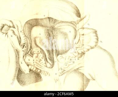 . Opuscula sua anatomica : de respiratione, de monstris. ^.ib //. &lt;^,7 r py-. Stockfoto