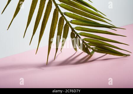 Grünes tropisches Palmenblatt über rosa und weiß angeordnet Hintergrund für Sommerferien am sonnigen Strand Stockfoto