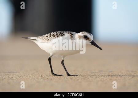 Sandpiper zu Fuß entlang des Michigan City Pier an einem wunderschönen Septembernachmittag. Michigan City, Indiana, USA Stockfoto