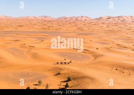 Drone Blick auf spektakuläre Landschaft der Wüste mit Sanddünen Und Kamelkarawane an sonnigen Tagen in Marokko Stockfoto