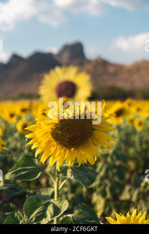 Malerische Landschaft von gelben schönen Sonnenblumen und grünen Gras wächst Auf Hügel in Sonnenblumen Feld gegen wolkigen blauen Himmel auf Sommer warmen Tag Stockfoto