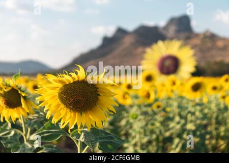 Malerische Landschaft von gelben schönen Sonnenblumen und grünen Gras wächst Auf Hügel in Sonnenblumen Feld gegen wolkigen blauen Himmel auf Sommer warmen Tag Stockfoto