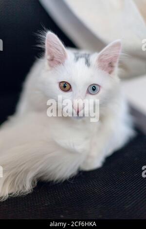 Die Studio weiße Perserkatze Stockfoto