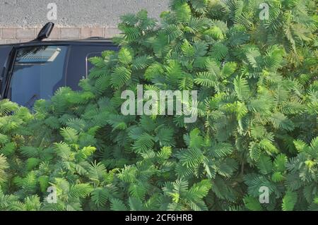 Städtischer Beton Dschungelbaum. Auto geparkt unter Smaragd und olivgrünen Baum, zeigt Spiegelung des Gebäudes im Fenster. Stockfoto